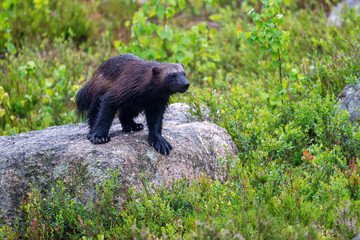 Wolverine in the forest