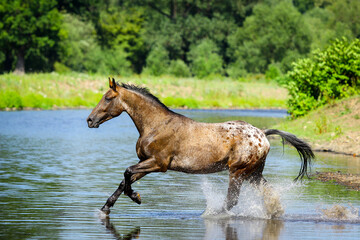 Appaloosa Horse in the river