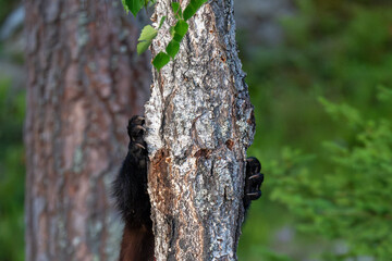 Wolverine in the forest