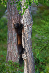 Wolverine in the forest