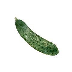 Cucumber, green. Vegetable. Hand drawn watercolor illustration isolated. Food labels and packaging, vegetarian and harvest day cards, summer banners.