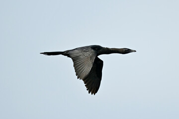 flying Pygmy cormorant // fliegende Zwergscharbe  (Microcarbo pygmaeus)