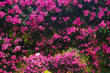 Spring scenery of Shahu Park in Wuhan