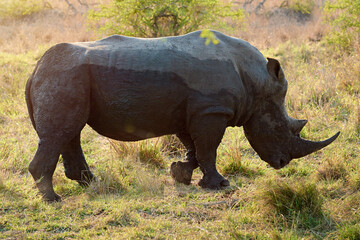 Naklejka premium Rhino, conservation and protected in safari for safety, poaching prevention or bush environment. Endangered species, ecosystem or animal in nature for risk awareness in wildlife reserve in Africa