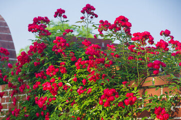 Spring scenery of Shahu Park in Wuhan