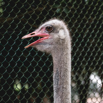 Ostrich closeup with mouth open against chainlink fence