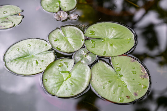 Lily pads floating on a lake