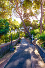 Path in a Garden with trees and flowers. Capri Island, Italy.