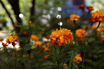 beautiful blurred photographs of various plants and flowers