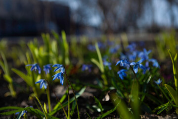 snowdrops in the spring garden. beautiful blue flowers.