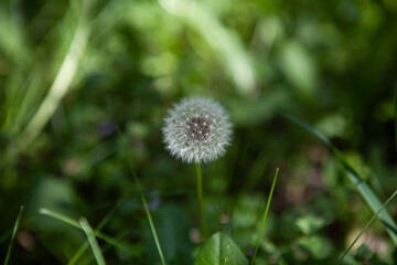 photo of dandelion on a summer flower field