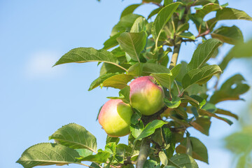 Agriculture, fruit and apple in farm for harvest in outdoor for nutrition, health and organic in Virginia. Leaves, green and environmental with sustainability, tree and plantation for food production