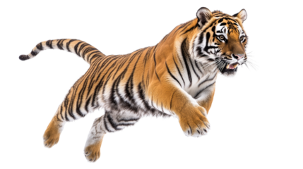 Tiger transparent background