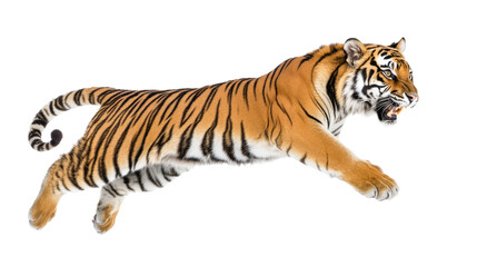 Obraz premium Tiger transparent background