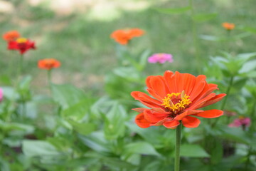 Orange Wild Flower in Meadow