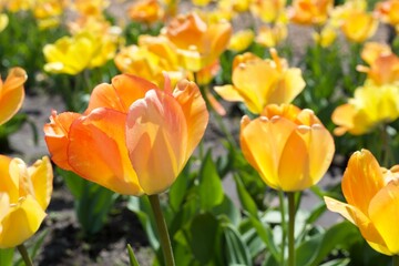 Fototapeta premium Yellow and Orange Tulip Closeup
