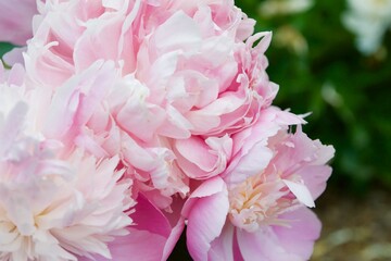 Obraz premium Blush Pink Peonies
