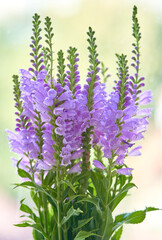 Obraz premium Physostegia virginiana flower grows in a greenhouse