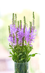 Obraz premium Physostegia virginiana flower grows in a greenhouse