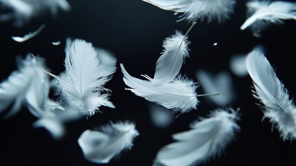 Obraz premium Soft, light white feathers falling in the dark.