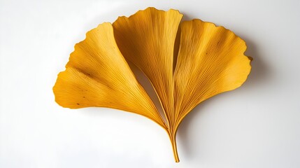 Naklejka premium Elegant Ginkgo Leaf with Unique Golden-Yellow Hue on Clean White Backdrop