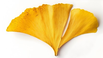 Naklejka premium Radiant Ginkgo Leaf Showcasing Autumn's Golden Splendor on White Background