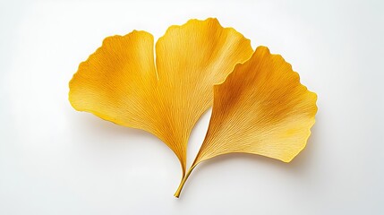 Naklejka premium Stunning Ginkgo Leaf with Captivating Golden-Yellow Hue on Clean White Background