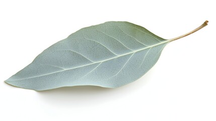 Obraz premium Elegant Silvery-Green Eucalyptus Leaf Against White Backdrop