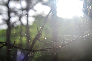 selective focus of abandoned spider webs or cobwebs between tree branches in the park during the day with a background of dazzling sunlight