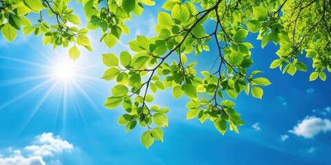 Obraz premium Tree branch with lush green leaves against a bright blue sunny sky, tree, branch, leaves, green, blue, sky, sunny, nature