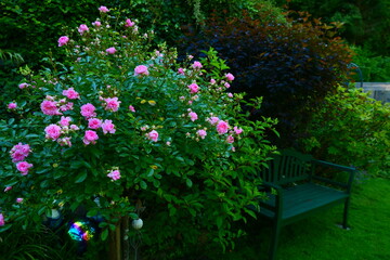 rosa farbig blühendes  Rosen-Stämmchen, Floribunda-Rose (3)