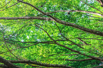 Naklejka premium Selective focus of green trees in a forest or city park, there is sunlight leaking through the gaps in the leaves, low angle photograph