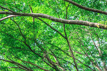 Selective focus of green trees in a forest or city park, there is sunlight leaking through the gaps in the leaves, low angle photograph