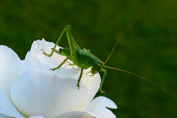 Grashüpfer auf Rose (3)
