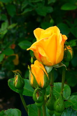 gelb bl&uuml;hende Rosen, Polyantha-Rosen (2)