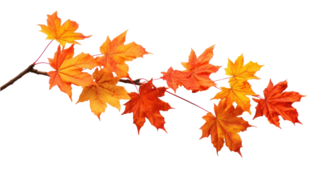 Vibrant autumn maple leaves branch