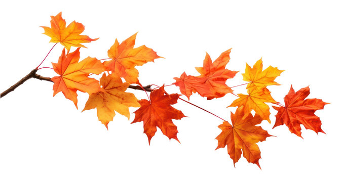 Vibrant autumn maple leaves branch