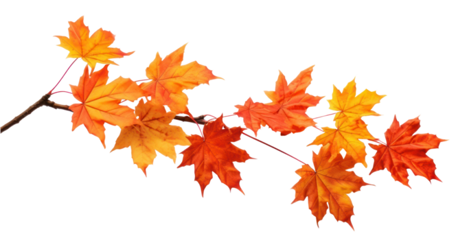 Vibrant autumn maple leaves branch