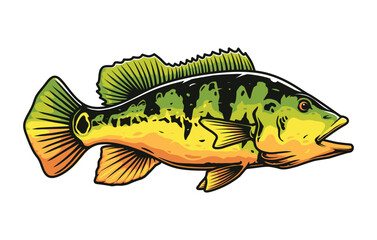 Peacock bass fish vector drawing