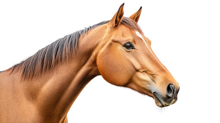 Obraz premium horse transparent background