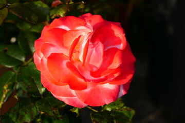 orange blühende Strauch-Rose (16)