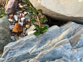 Plant on the rock