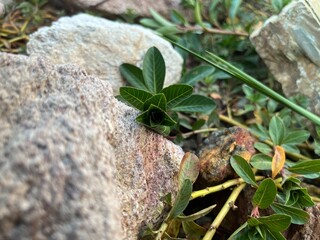 green plant on stone