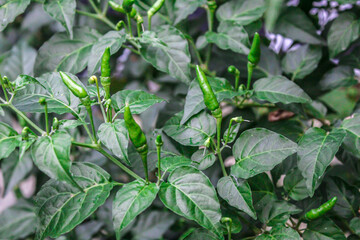 selective focus of colorful green raw chili fruit, outdoor in the garden, with blurred background