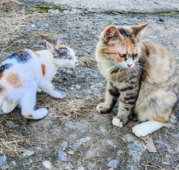 Selective focus close up of a calico cat fighting with its friend outside the house