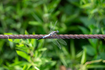 ロープにとまるシオカラトンボ