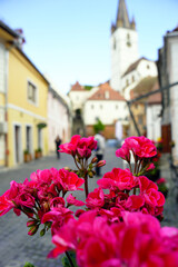Strada Turnului, located in front of the Staircase Tower in the historical part of Sibiu (Transylvania, Romania). Bright pink geranium flowers and a cozy street of the European old town behind