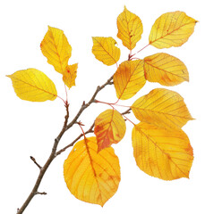 Obraz premium PNG Vibrant autumn leaves branch illustration