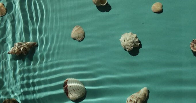 Seashells under water on the blue background top view