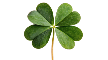 A green four-leaf clover with vibrant texture, cut out isolated Transparent PNG Elements